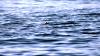 Schottland - Scotish Seabird Centre boat trip