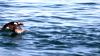 Schottland - Scotish Seabird Centre boat trip