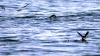 Schottland - Scotish Seabird Centre boat trip