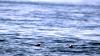 Schottland - Scotish Seabird Centre boat trip
