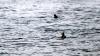 Schottland - Scotish Seabird Centre boat trip