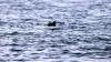 Schottland - Scotish Seabird Centre boat trip