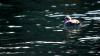 Schottland - Scotish Seabird Centre boat trip