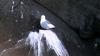 Schottland - Scotish Seabird Centre boat trip