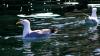 Schottland - Scotish Seabird Centre boat trip