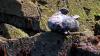 Schottland - Scotish Seabird Centre boat trip