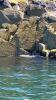 Schottland - Scotish Seabird Centre boat trip