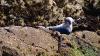 Schottland - Scotish Seabird Centre boat trip