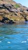 Schottland - Scotish Seabird Centre boat trip