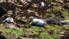 Schottland - Scotish Seabird Centre boat trip