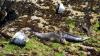 Schottland - Scotish Seabird Centre boat trip