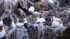 Schottland - Scotish Seabird Centre boat trip