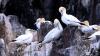 Schottland - Scotish Seabird Centre boat trip