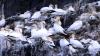 Schottland - Scotish Seabird Centre boat trip