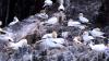 Schottland - Scotish Seabird Centre boat trip