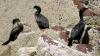 Schottland - Scotish Seabird Centre boat trip