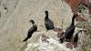 Schottland - Scotish Seabird Centre boat trip