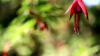 Achamore Gardens