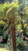Achamore Gardens