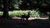 Achamore Gardens